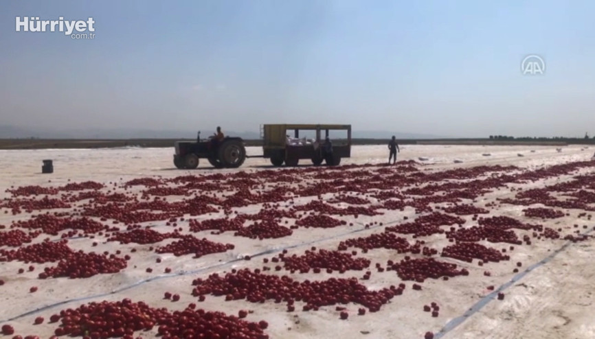 İtalyan spagettisinin sosu kurutulmuş Türk domatesinde