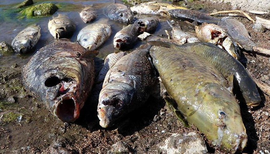 Vanda baraj gölündeki balıklar şoka girip ölmüş