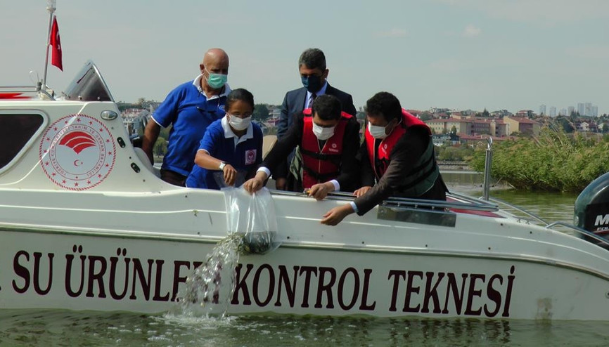 Mogan’a 100 bin yavru sazan