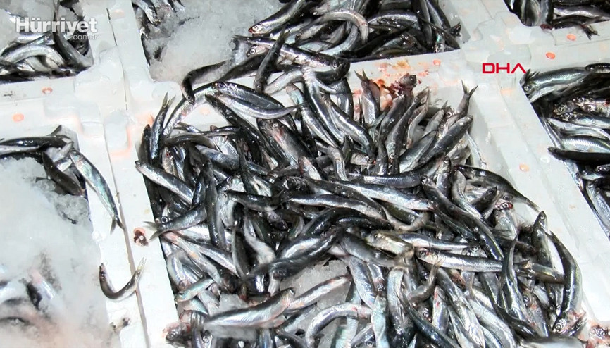 Halden restorana balık fiyatları