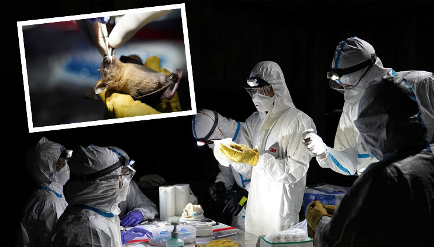 Yarasa araştırmacıları koronavirüsün kökenini arıyor