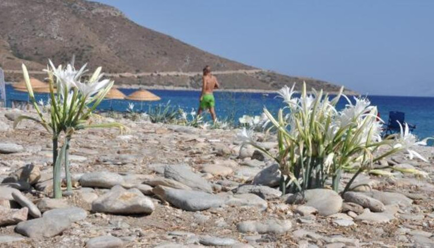 Kum zambaklarını koparmanın cezası 80 bin 465 lira