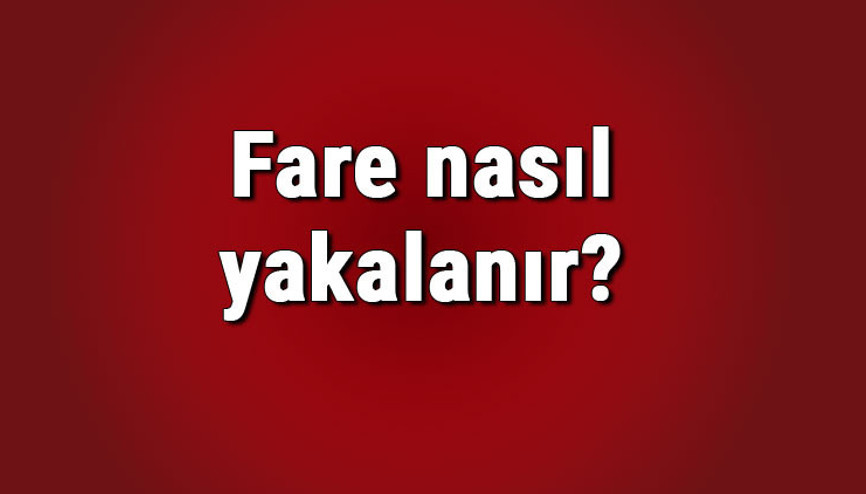 Fare nasıl yakalanır Eve giren fare nasıl çıkarılır, fareyi ne kaçırır Fare nasıl yakalanır Eve giren fare nasıl çıkarılır, fareyi ne kaçırır