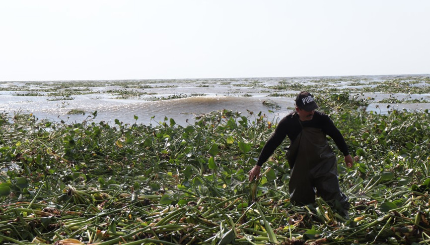 Asi Nehrinin taşmasıyla Akdenize dökülen su sümbülleri Samandağ sahilini kapladı