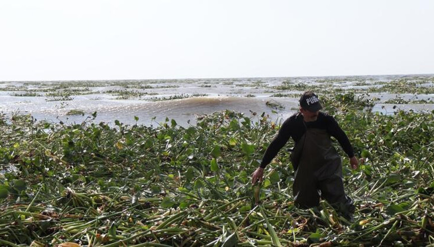 Asi Nehrinin taşmasıyla Akdenize dökülen su sümbülleri Samandağ sahilini kapladı
