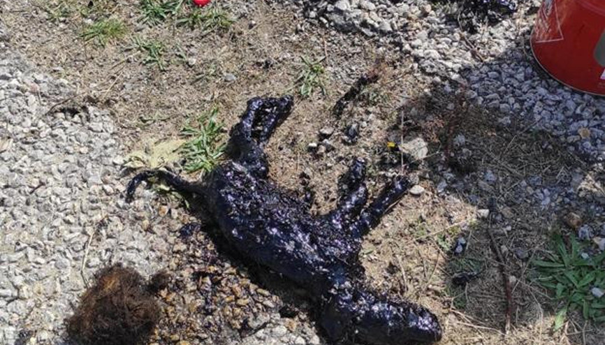 Zifte yapışan yavru köpekler öğretmen sayesinde kurtarıldı