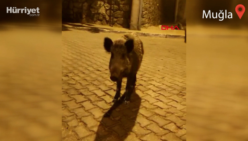 Görüntülediği domuza, Birader ne var ne yok diye seslendi