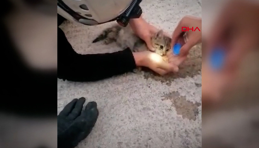 Yavru kediyi kalp masajıyla hayata böyle döndürdü
