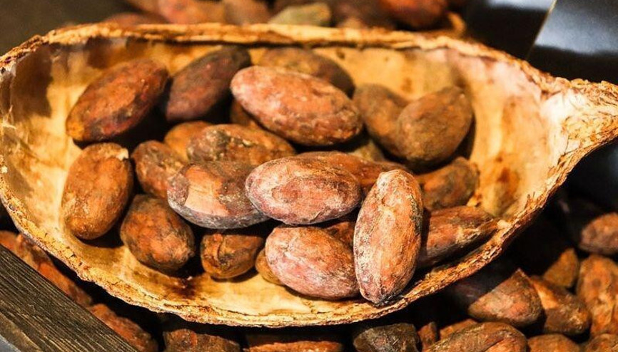 Kakaonun faydaları ve zararları nelerdir Kakaonun ne işe yarar, nasıl tüketilmeli