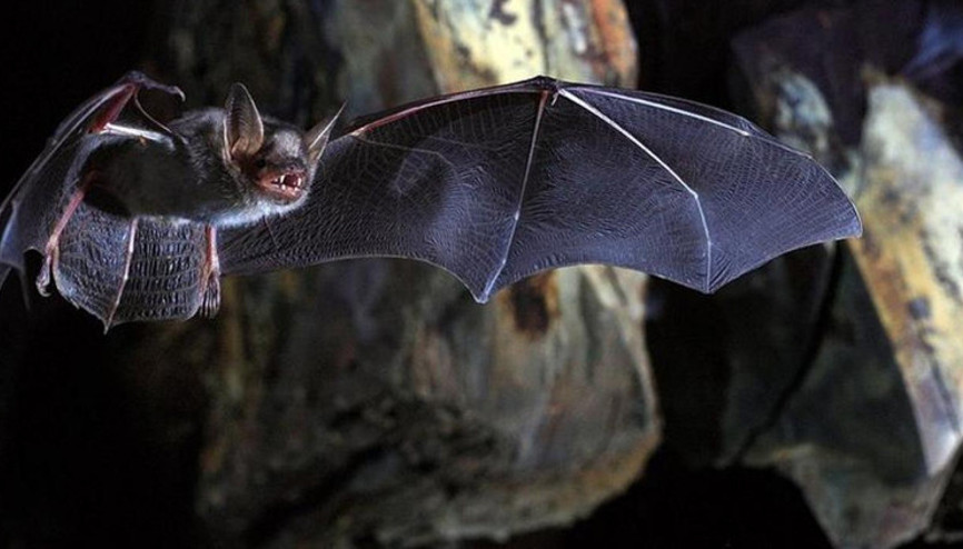 70 yıl sonra ilk vaka Yarasa tarafından ısırılan adam kuduzdan öldü 70 yıl sonra ilk vaka Yarasa tarafından ısırılan adam kuduzdan öldü
