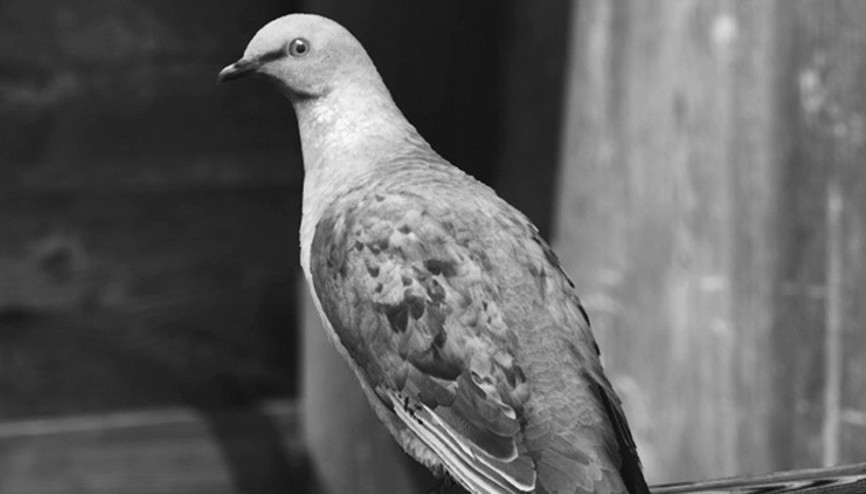 Dünyanın fotoğrafı İstanbulda