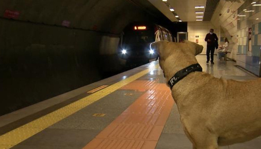 Mikroçip takılan Boji böyle takip ediliyor