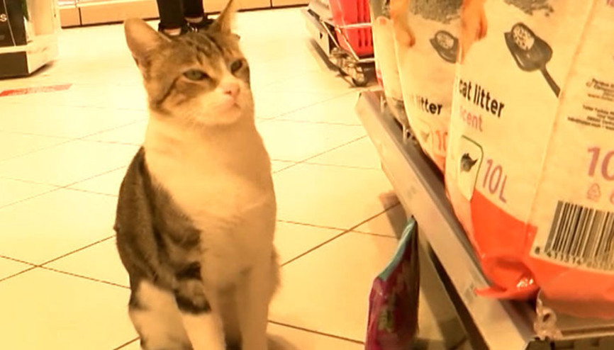 Kendisine zorla mama aldıran dilenci kedi Nokta