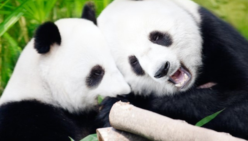 Pandaların libidosu için inanılmaz çözümler