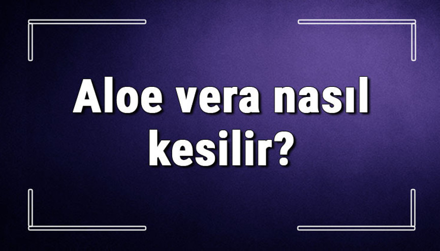 Aloe vera nasıl kesilir Aloe vera yaprağı zarar vermeden nasıl kopartılmalı