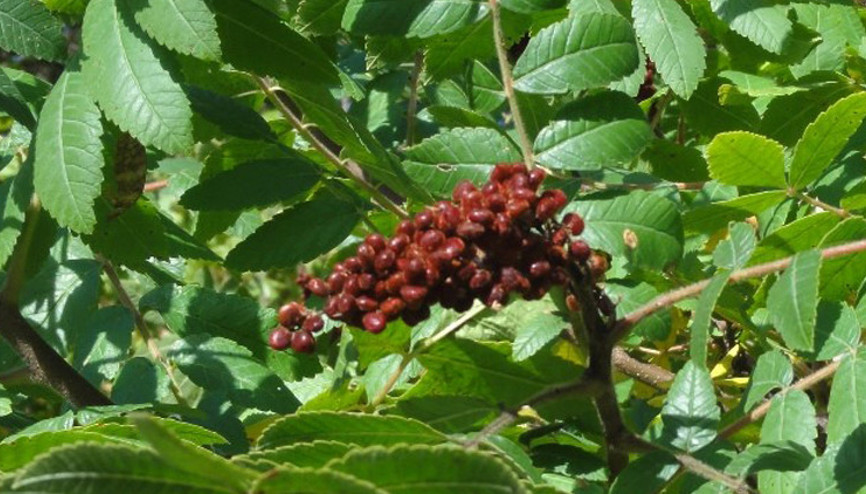 Sumak bitkisinden 80 milyon liralık gelir