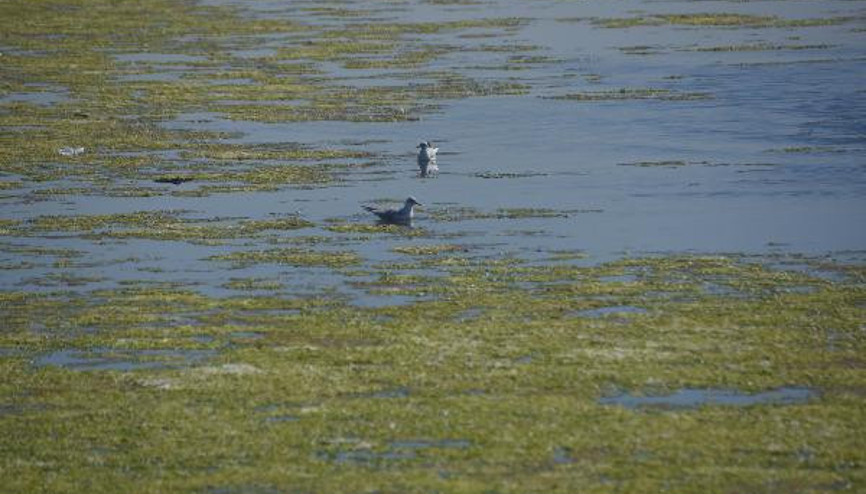 İzmirde deniz yeşile büründü
