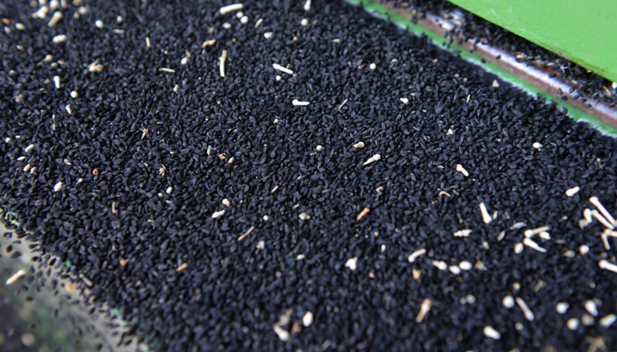 Çörek Otu Besin Değerleri: 100 Gr Çörek Otu Kaç Kalori Protein Ve Karbonhidrat Değerleri..