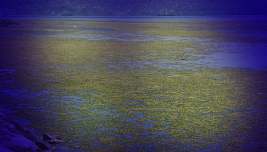 İzmirde korkutan görüntü Deniz yeşile büründü: Görünce çok şaşırdım İzmirde korkutan görüntü Deniz yeşile büründü: Görünce çok şaşırdım