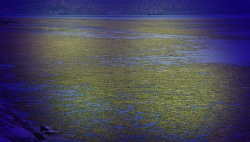 İzmirde deniz yeşile büründü İzmirde deniz yeşile büründü