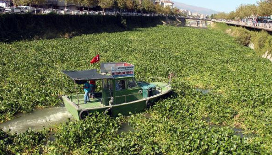 Asi Nehrini su sümbülleri kapladı