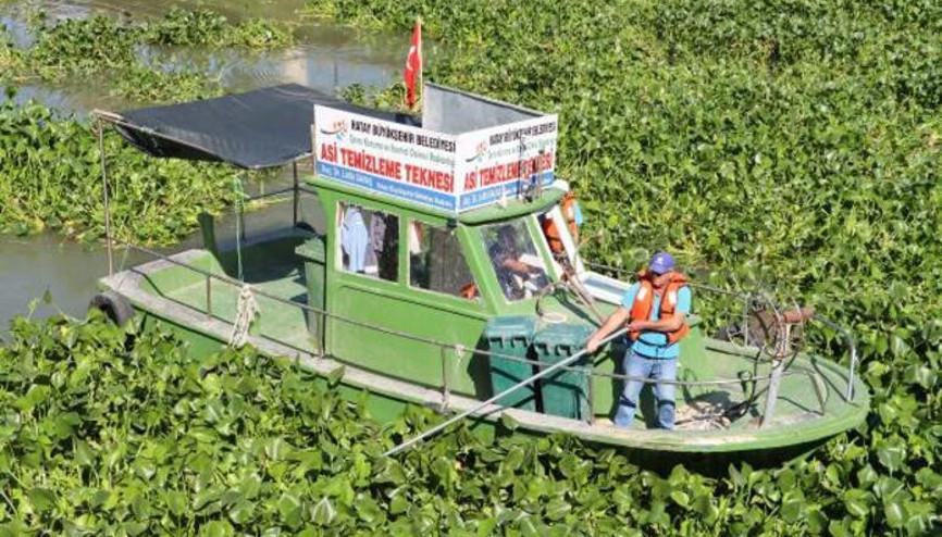 Asi Nehrini su sümbülleri kapladı