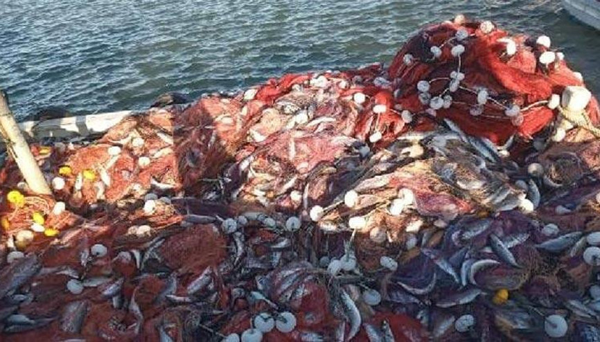 Çanakkaleli balıkçı 15 bin tane lüfer yakaladı Çanakkaleli balıkçı 15 bin tane lüfer yakaladı