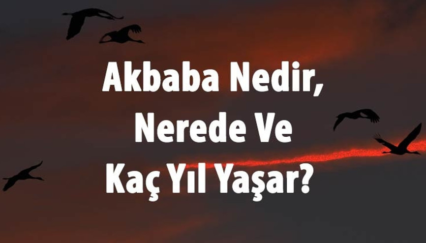 Akbaba Nedir, Nerede Ve Kaç Yıl Yaşar Akbaba Kuşu Özellikleri Hakkında Bilgi Akbaba Nedir, Nerede Ve Kaç Yıl Yaşar Akbaba Kuşu Özellikleri Hakkında Bilgi