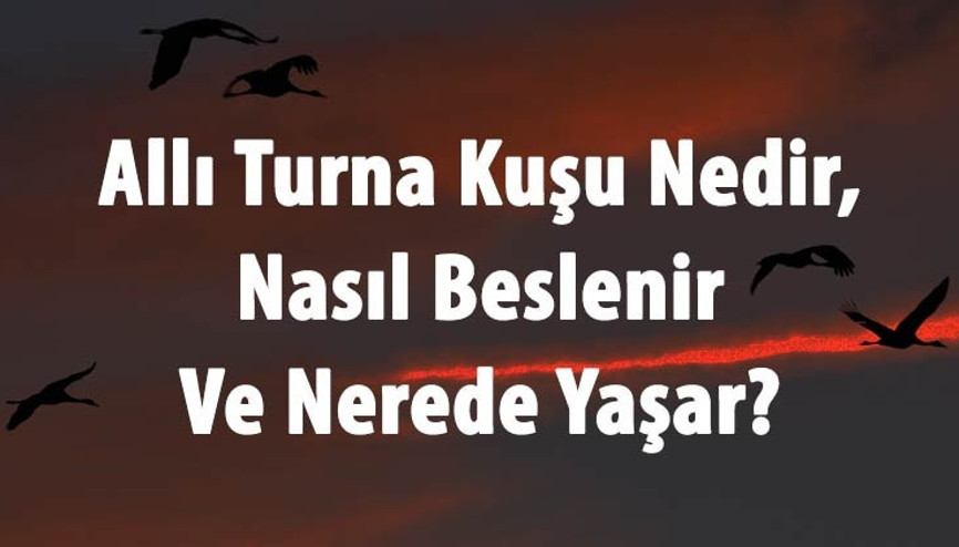 Allı Turna Kuşu Nedir, Nasıl Beslenir Ve Nerede Yaşar Flamingo Özellikleri Hakkında Bilgi Allı Turna Kuşu Nedir, Nasıl Beslenir Ve Nerede Yaşar Flamingo Özellikleri Hakkında Bilgi