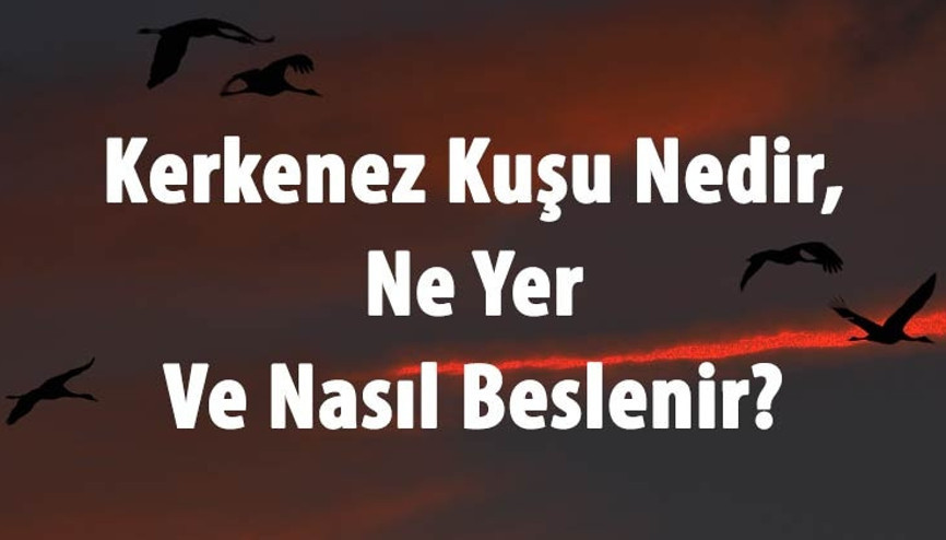 Kerkenez Kuşu Nedir, Ne Yer Ve Nasıl Beslenir Kerkenez Nerede Yaşar Ve Özellikleri