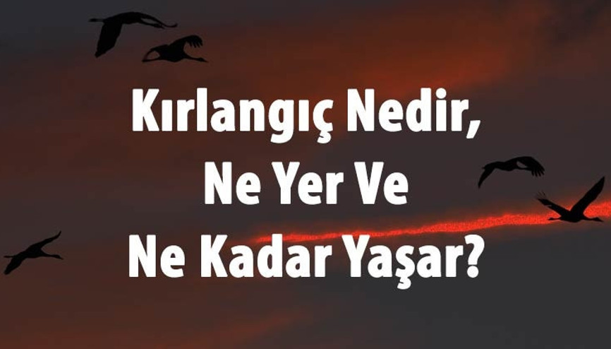 Kırlangıç Nedir, Ne Yer Ve Ne Kadar Yaşar Kırlangıç Kuşu Nasıl Yuva Yapar Ve Hangi Mevsim Gelir Kırlangıç Nedir, Ne Yer Ve Ne Kadar Yaşar Kırlangıç Kuşu Nasıl Yuva Yapar Ve Hangi Mevsim Gelir