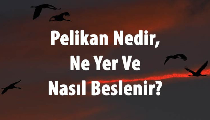 Pelikan Nedir, Ne Yer Ve Nasıl Beslenir Pelikan Kuşu Yenir Mi Ve Özellikleri Neler