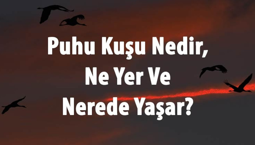 Puhu Kuşu Nedir, Ne Yer Ve Nerede Yaşar Puhu Kuşu Özellikleri Puhu Kuşu Nedir, Ne Yer Ve Nerede Yaşar Puhu Kuşu Özellikleri