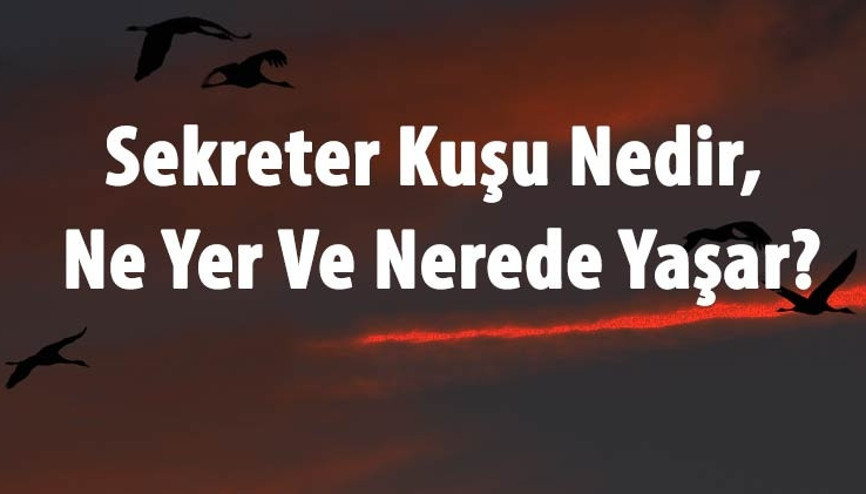 Sekreter Kuşu Nedir, Ne Yer Ve Nerede Yaşar Sekreter Kuşu Özellikleri Ve Türleri