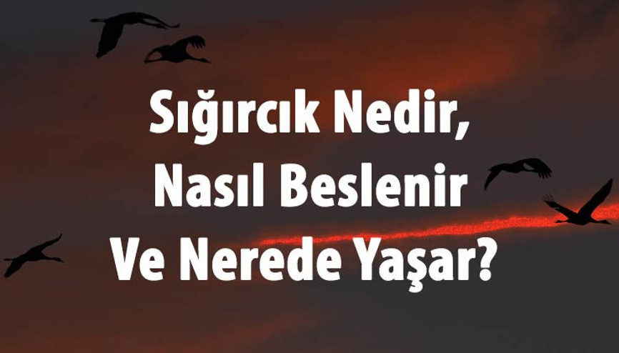 Sığırcık Nedir, Nasıl Beslenir Ve Nerede Yaşar Sığırcık Kuşu Yenir Mi, Sesi Ve Özellikleri
