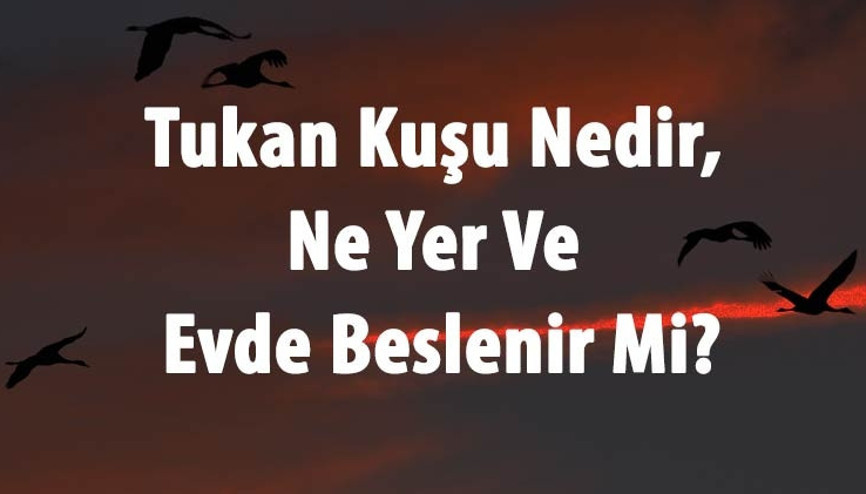 Tukan Kuşu Nedir, Ne Yer Ve Evde Beslenir Mi Tukan Kuşu Nerede Yaşar Ve Özellikleri Neler