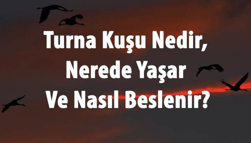 Turna Kuşu Nedir, Nerede Yaşar Ve Nasıl Beslenir Turnagiller Ve Özellikleri Turna Kuşu Nedir, Nerede Yaşar Ve Nasıl Beslenir Turnagiller Ve Özellikleri