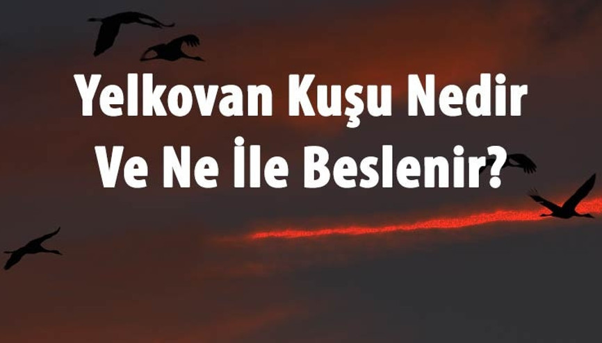 Yelkovan Kuşu Nedir Ve Ne İle Beslenir Yelkovan Kuşunun Özellikleri