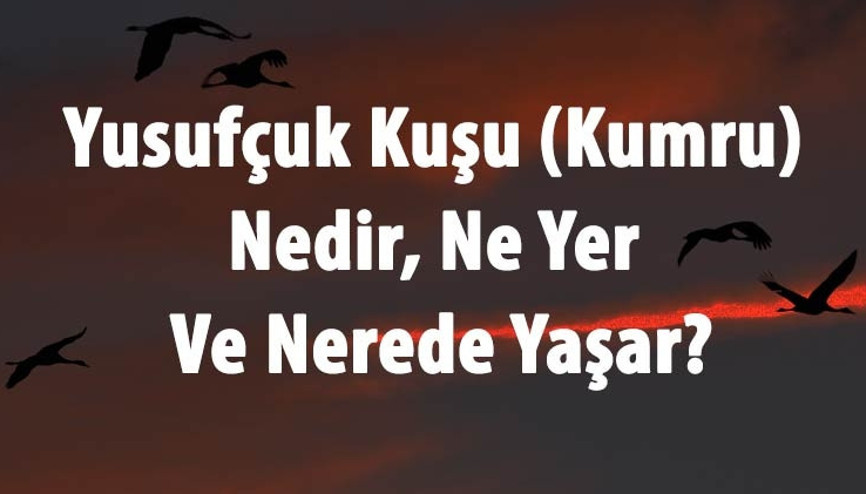 Yusufçuk Kuşu (Kumru) Nedir, Ne Yer Ve Nerede Yaşar Kumru Kuşu Özellikleri Ve Efsanesi Hakkında Bilgi