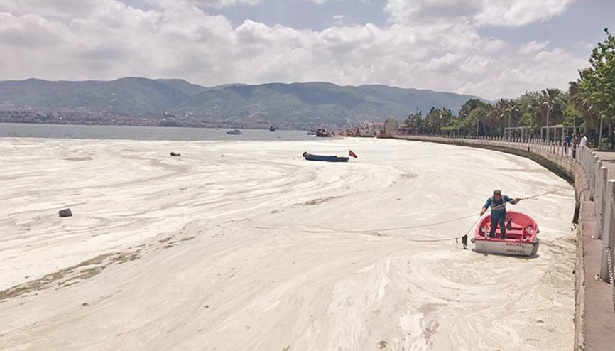 İstavrit bilmecesi