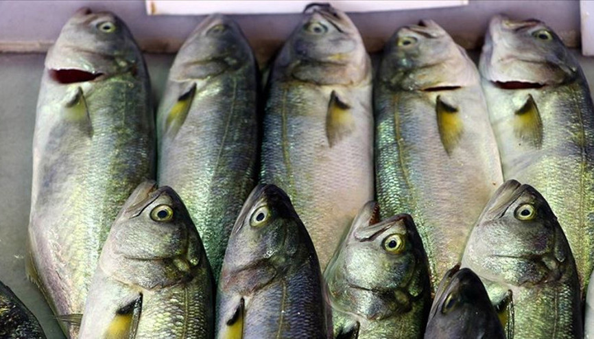 Marmarada lüfer akını