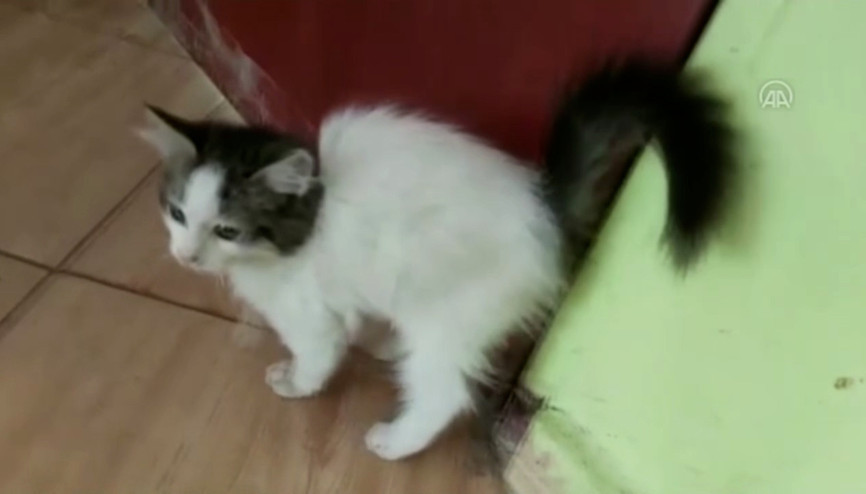 Ders sırasında sınıfa girmek isteyen kedi yavrusunun çabası kamerada