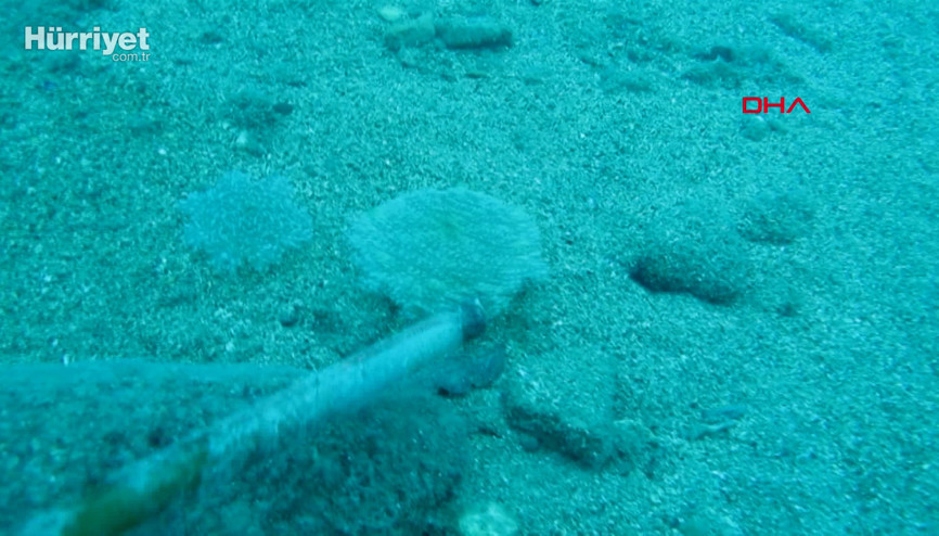 Denize girenlere elektrik gibi çarpan denizanası uyarısı