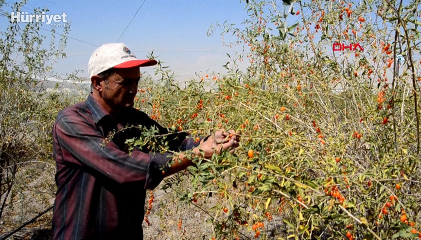 Hobi olarak başladı, şimdi Avrupaya ihraç ediyor