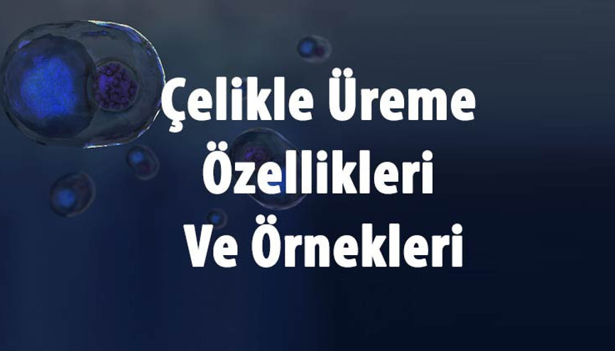Çelikle Üreme Nedir, Nasıl Yapılır Ve Hangi Bilgilerde Görülür Çelikle Üreme Özellikleri Ve Örnekleri