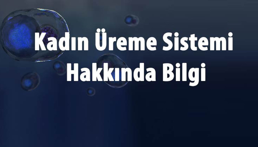 Dişi Üreme Sistemi Organları İsimleri Ve Görevleri Nelerdir Kadın Üreme Sistemi Hakkında Bilgi