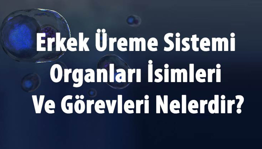 Erkek Üreme Sistemi Organları İsimleri Ve Görevleri Nelerdir