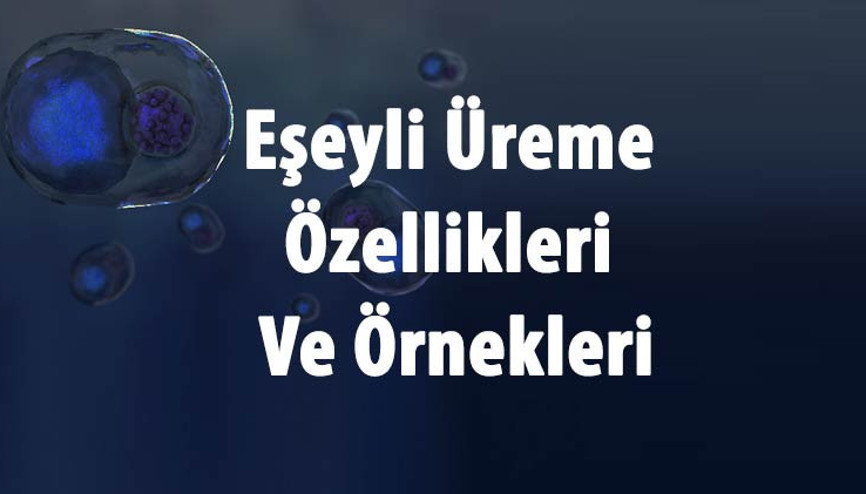 Eşeyli Üreme Nedir, Çeşitleri Nelerdir Ve Hangi Canlılarda Görülür Eşeyli Üreme Özellikleri Ve Örnekleri