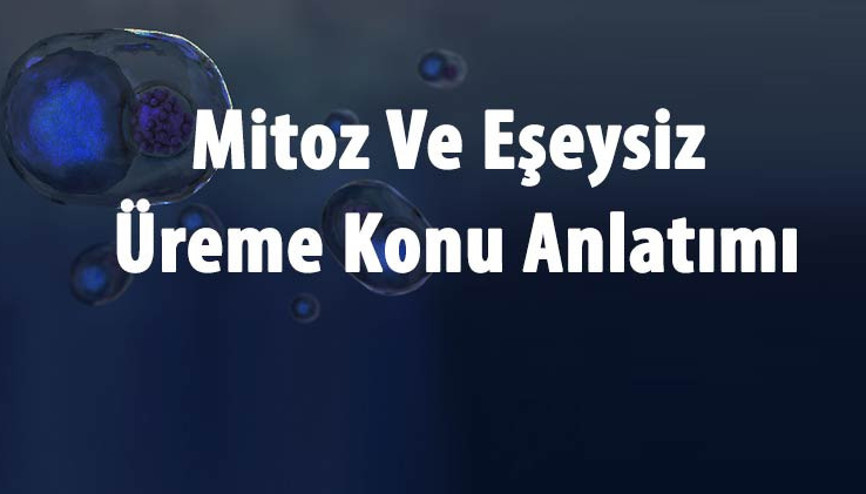 Mitoz Ve Eşeysiz Üreme Konu Anlatımı