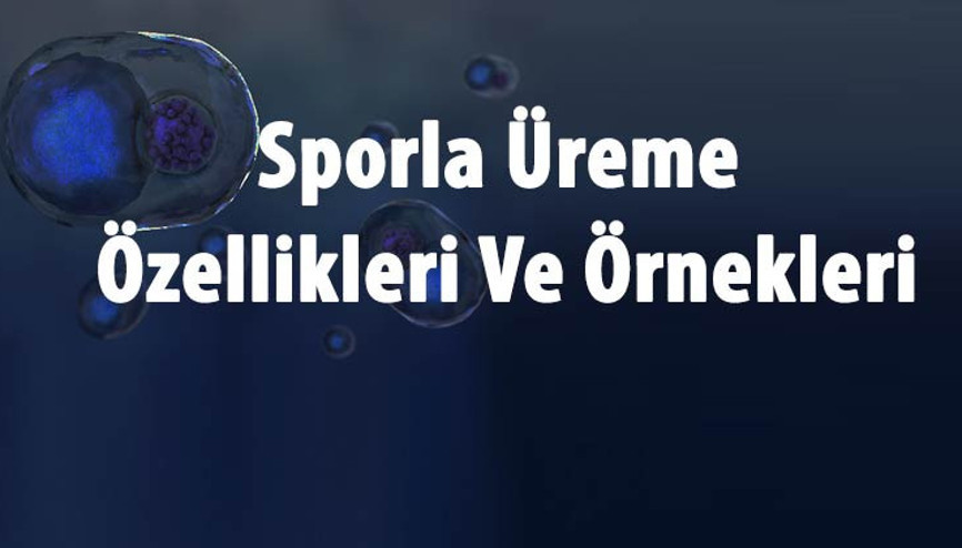 Sporla Üreme Nedir, Nasıl Olur Ve Hangi Canlılarda Görülür Sporla Üreme Özellikleri Ve Örnekleri